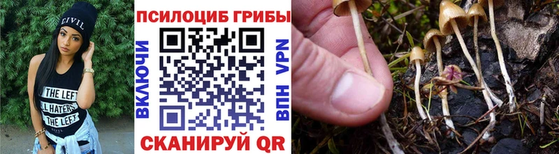 Галлюциногенные грибы Psilocybe  Нерехта 